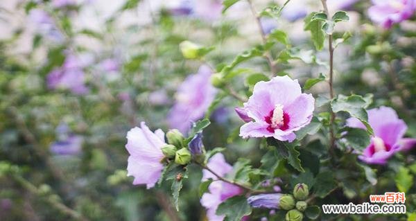 探寻木槿花的情感表达与象征意义 以木槿的花语和寓意