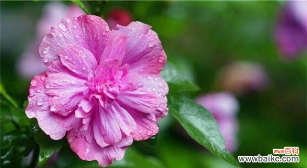 探寻木槿花的情感表达与象征意义 以木槿的花语和寓意