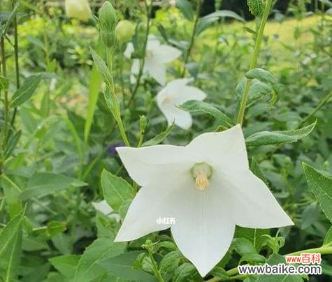 哪种白色花象征希望?白色花的花语是什么?