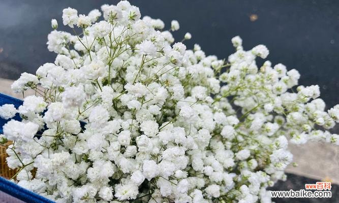 哪种白色花象征希望?白色花的花语是什么?