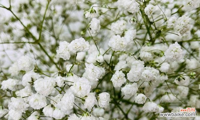 哪种白色花象征希望?白色花的花语是什么?