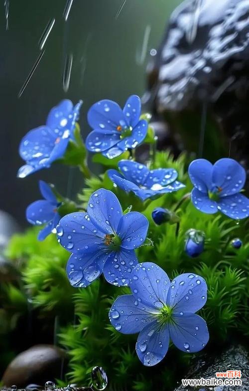 哪种蓝色花寓意坚强？