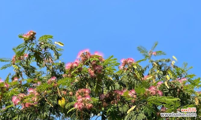 哪种蓝色花寓意坚强？