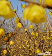 风花节的内涵及其寓意是什么？