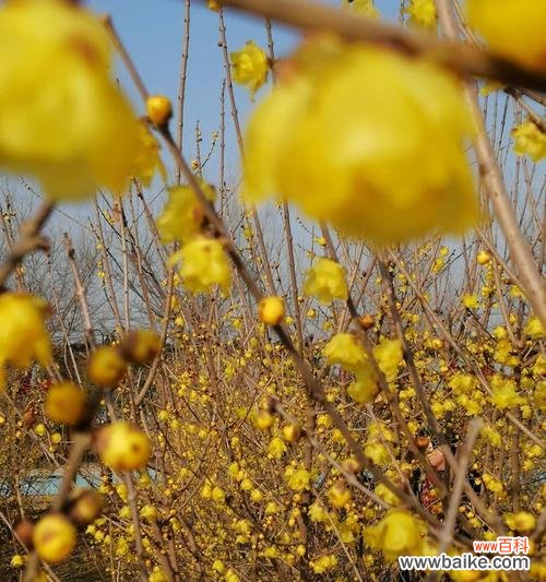 风花节的内涵及其寓意是什么？
