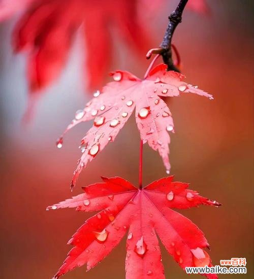 风花节的内涵及其寓意是什么？