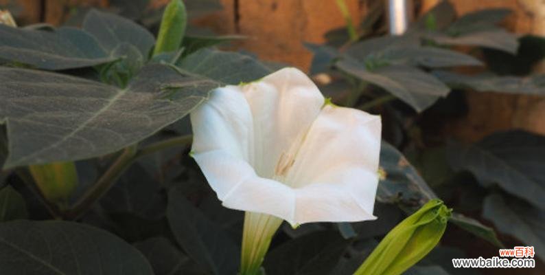 黑色蔓陀罗花的意义和象征是什么？它在花语中代表了什么？