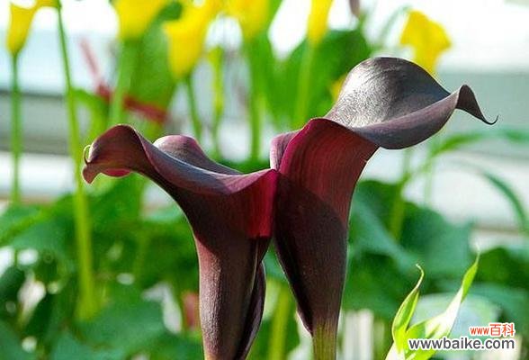 黑色蔓陀罗花的意义和象征是什么？它在花语中代表了什么？