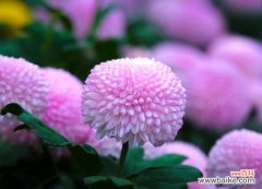 紫色寓意好的有什么花？它们各自代表什么？