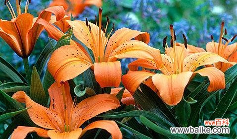 四朵橙色百合花代表什么？它们的寓意是什么？