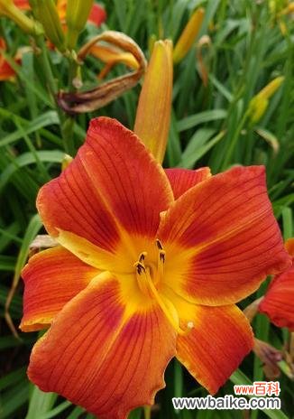 四朵橙色百合花代表什么？它们的寓意是什么？