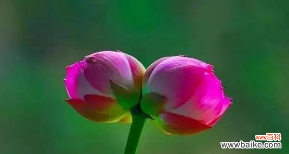 哪些花好看又象征爱情?爱情花的美丽寓意是什么?