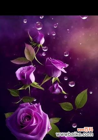 哪些花好看又象征爱情?爱情花的美丽寓意是什么?