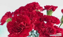 探寻康乃馨的各种寓意与象征 康乃馨的花语与意义