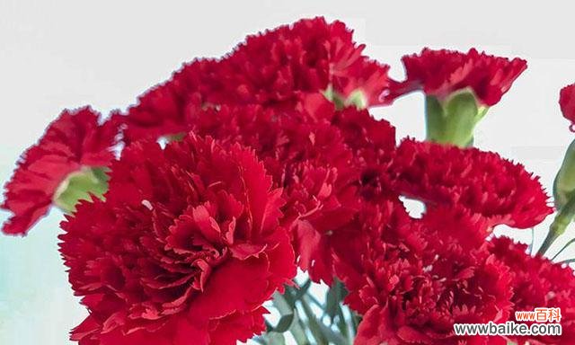 探寻康乃馨的各种寓意与象征 康乃馨的花语与意义