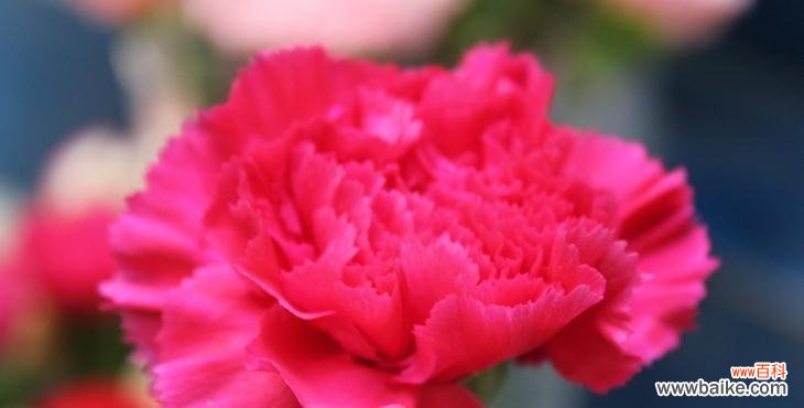 探寻康乃馨的各种寓意与象征 康乃馨的花语与意义