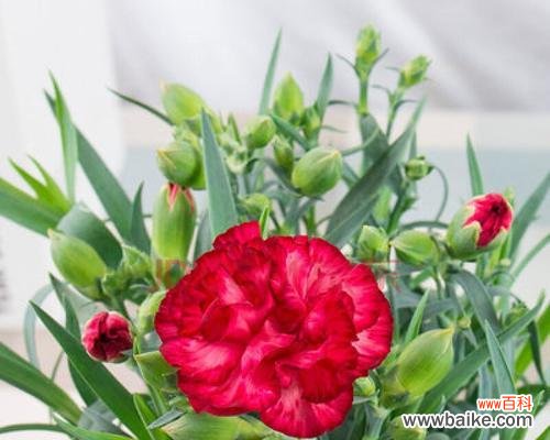 康乃馨的独特之处与感人故事 康乃馨的象征意义与精神