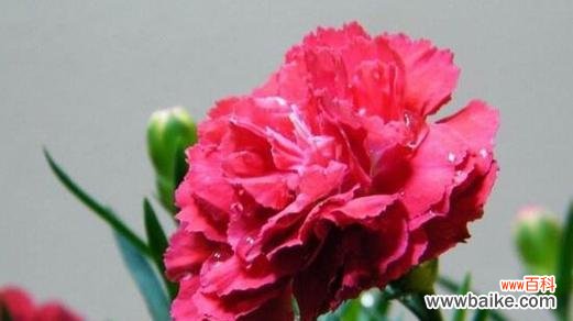 康乃馨的独特之处与感人故事 康乃馨的象征意义与精神