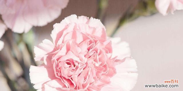 探究康乃馨所代表的情感和价值观 康乃馨的象征意义