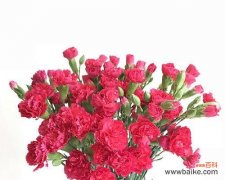 解读康乃馨所传递的爱与美 康乃馨的花语及寓意