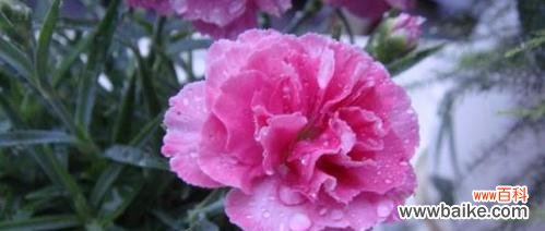 传递爱与美的康乃馨花 康乃馨花的象征意义及文化传承