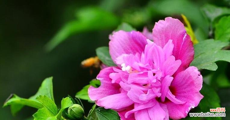 揭开木槿花背后的深层含义 以木槿寓意是什么意思