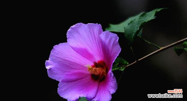 深情浓厚的木槿花 木槿花的花语和象征