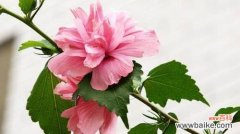 深情浓厚的木槿花 木槿花的花语和象征