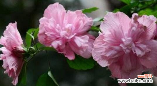 了解木槿花的美丽心语 木槿花的花语与寓意