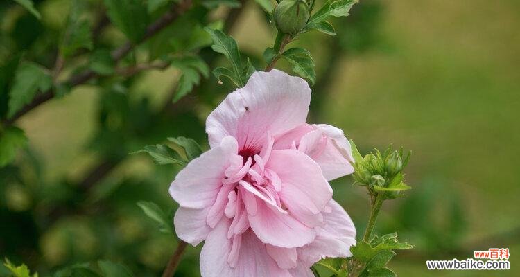 探寻木槿花的花语之美 木槿花的花语与美丽传承