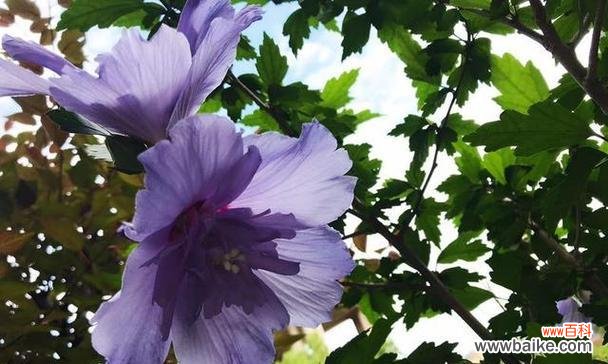 探寻木槿花的花语之美 木槿花的花语与美丽传承