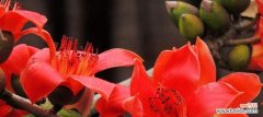 探寻广州市花木棉花的象征意义 广州市花木棉花的花语与寓意