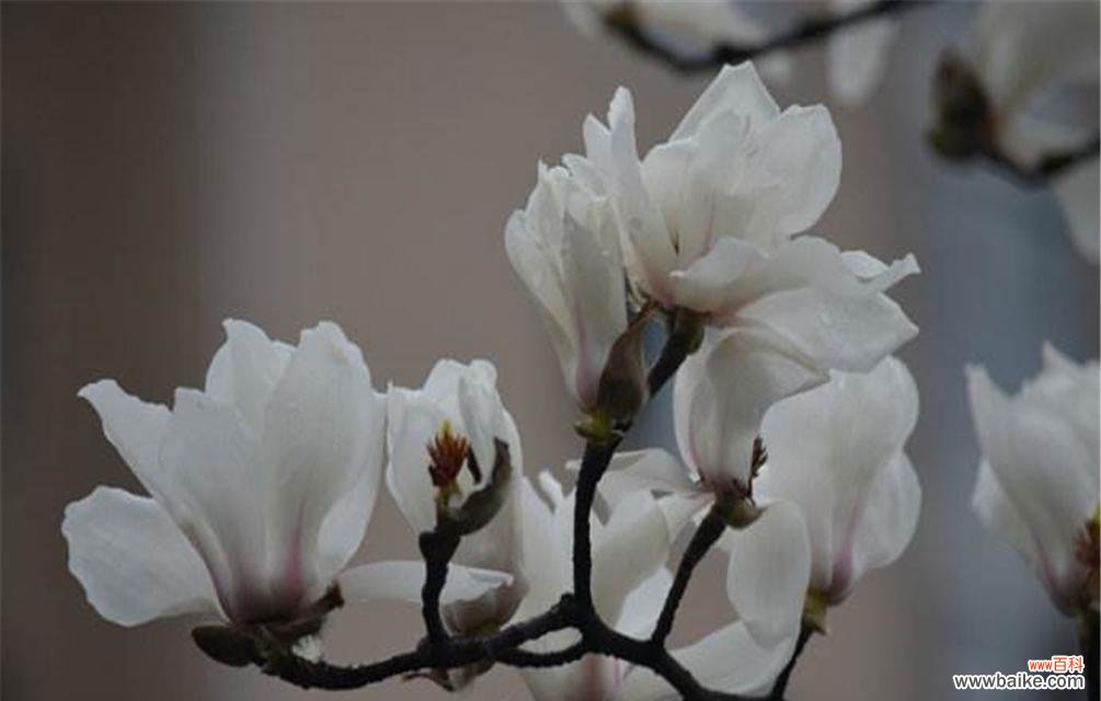 木兰花花语的深刻内涵和意义 木兰花