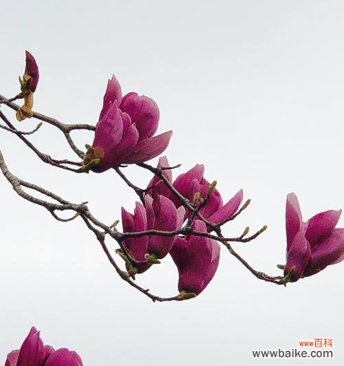 木兰花花语的深刻内涵和意义 木兰花