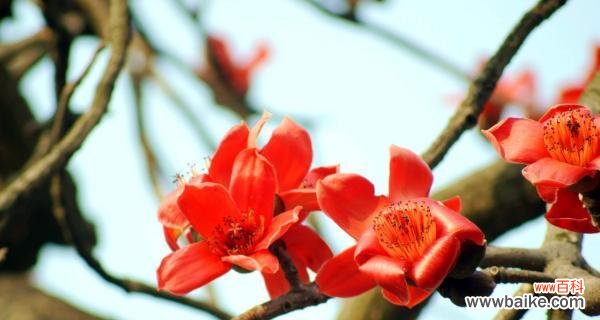 探索木棉花的内涵与象征 木棉花的花语与意义