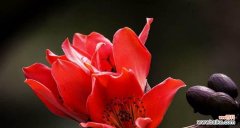 探索木棉花的内涵与象征 木棉花的花语与意义