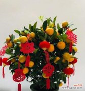 哪些颜色的花寓意发财？