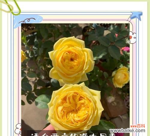 黄色花在床上摆放的寓意是什么？