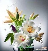 哪些花象征新的爱情？新爱情的花语有哪些？