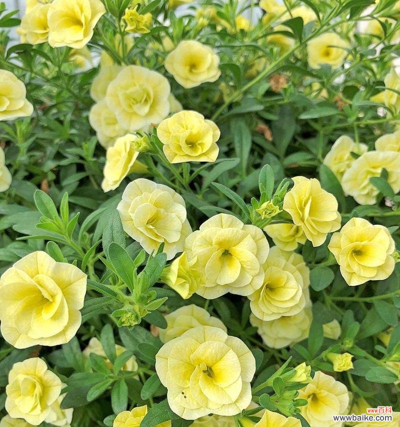 黄色牵牛花的含义是什么？