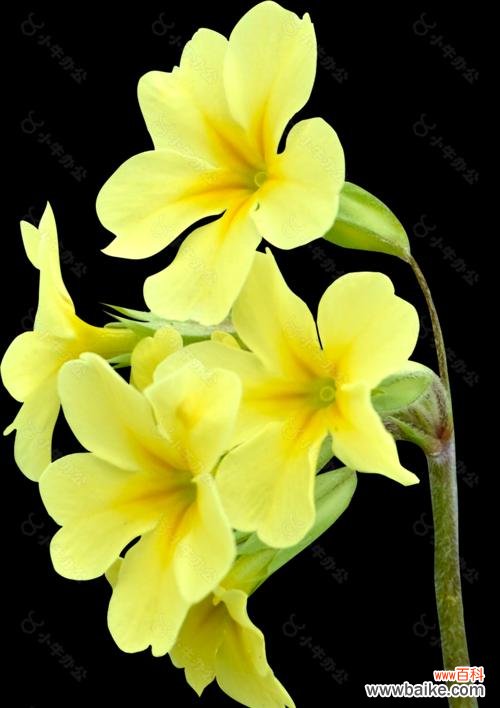 黄色牵牛花的含义是什么？