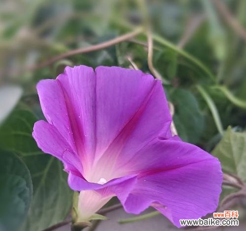 粉紫色的花通常代表什么含义？