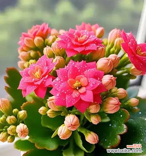 重瓣长寿花有何寓意?重瓣长寿花的象征意义是什么?