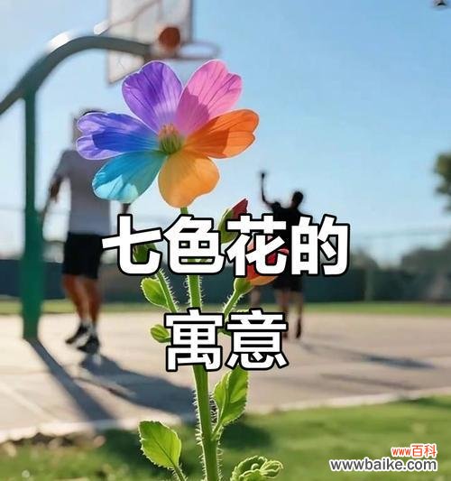 七色花各代表什么意义?它们的象征寓意是什么?