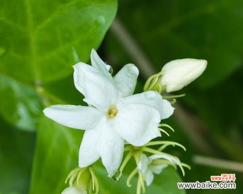 白色茉莉花代表什么意义？送茉莉花的寓意是什么？