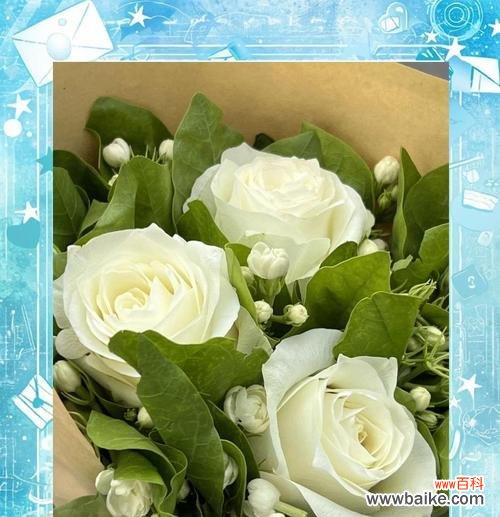 白色茉莉花代表什么意义？送茉莉花的寓意是什么？