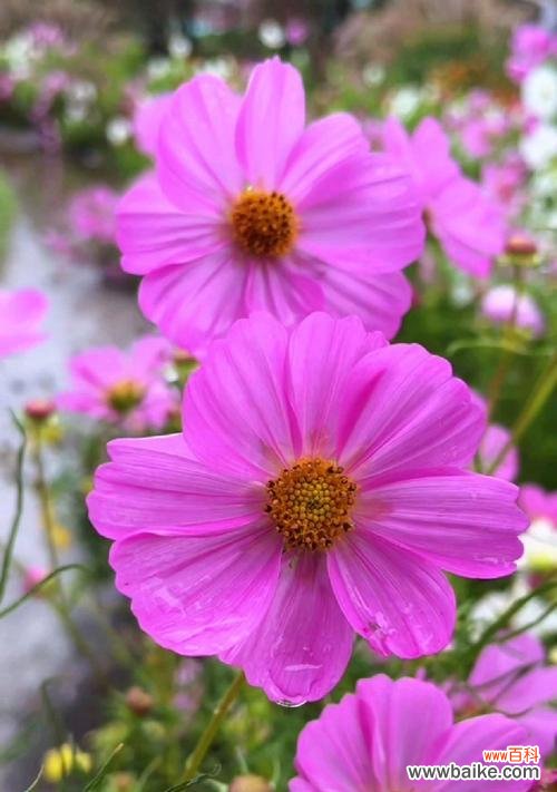 哪些花寓意健康美好幸福?健康幸福花的种类有哪些?