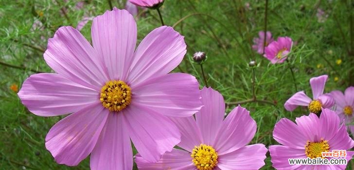 哪些花寓意健康美好幸福?健康幸福花的种类有哪些?