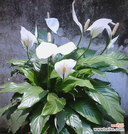 哪些花寓意健康美好幸福?健康幸福花的种类有哪些?