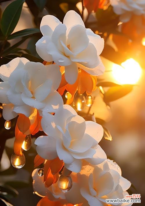 哪些花象征坚强的爱情？坚强爱情的花语有哪些？